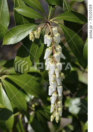 アセビ（馬酔木） 7010509