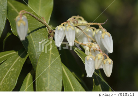 アセビ（馬酔木） 7010511