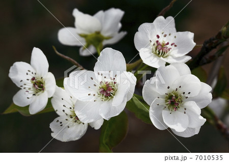 梨の花 梨の花 7010535