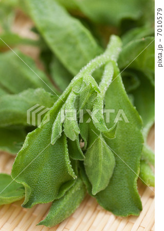 アイスプラント 7010579