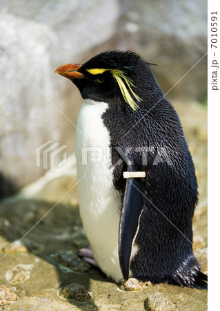 海遊館のイワトビペンギン 7010591