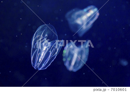 カブトクラゲ カブトクラゲ 7010601