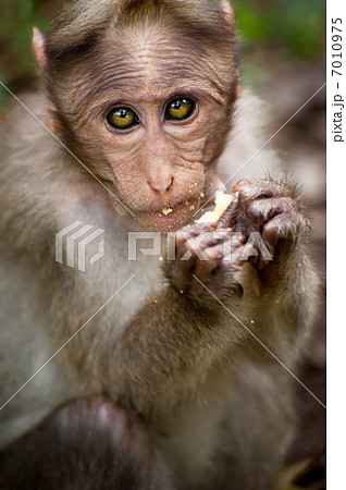 Small monkey eating food in bamboo forest. South India 7010975
