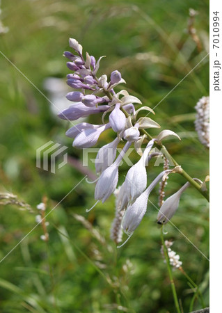 伊吹山のオオバギボウシ 7010994