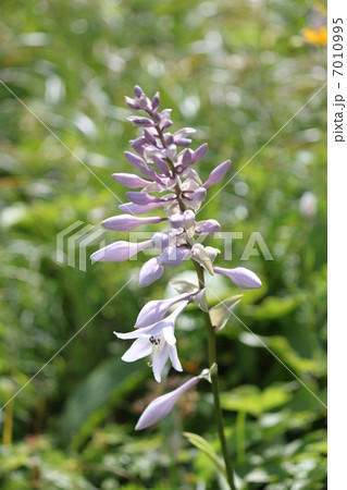 伊吹山のオオバギボウシ 伊吹山のオオバギボウシ 7010995