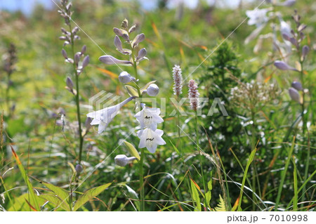 伊吹山のオオバギボウシ 7010998