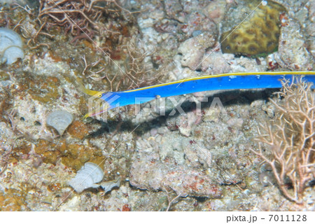 ハナヒゲウツボ ハナヒゲウツボ 7011128