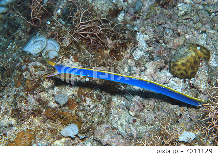 ハナヒゲウツボ ハナヒゲウツボ 7011129