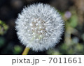 タンポポ 7011661
