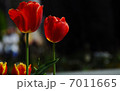 チューリップ 7011665