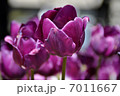 チューリップ 7011667