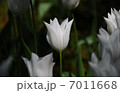チューリップ 7011668