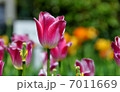 チューリップ 7011669