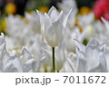 チューリップ 7011672
