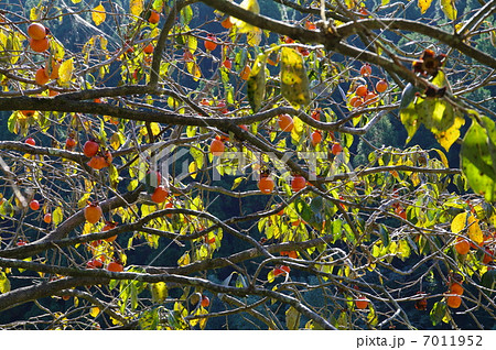 里山の柿 里山の柿 7011952