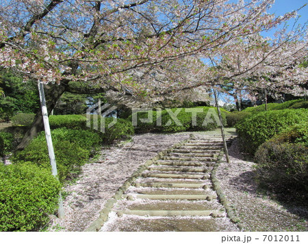 哲学堂公園の桜 7012011