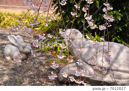 ウサギとカメ 7012027