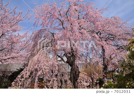 紅枝垂れ桜 7012031