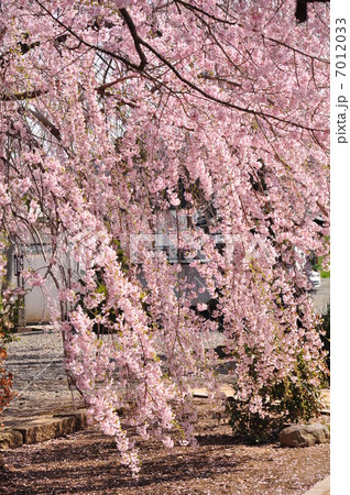 紅枝垂れ桜 7012033