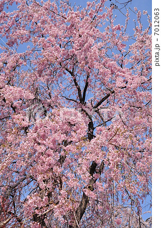 紅枝垂れ桜 7012063