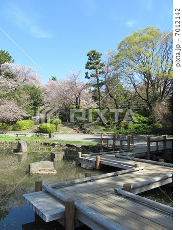 春の哲学堂公園　桜と木道 7012142