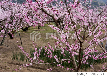 桃の花 桃の花 7012371