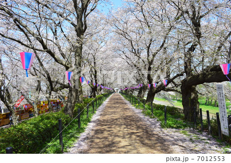 権現堂の桜並木４ 7012553