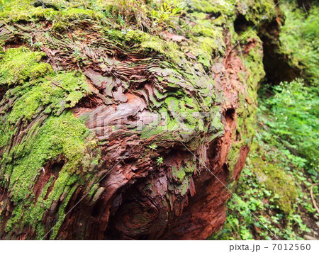 森の中の生命力 7012560