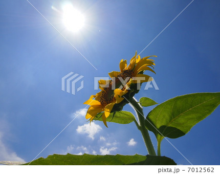 日に向かう、向日葵 日に向かう、向日葵 7012562