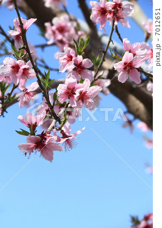 桃の花 桃の花 7012651