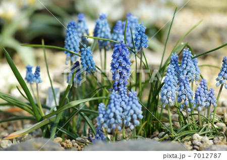 ムスカリの花 7012787