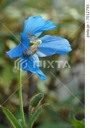 ヒマラヤの青いケシ 7012793