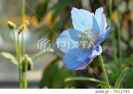 ヒマラヤの青いケシ 7012795