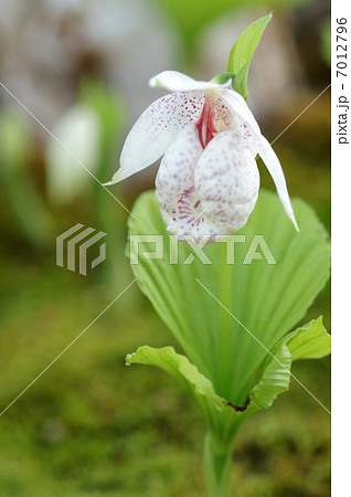 クマガイソウ クマガイソウ 7012796