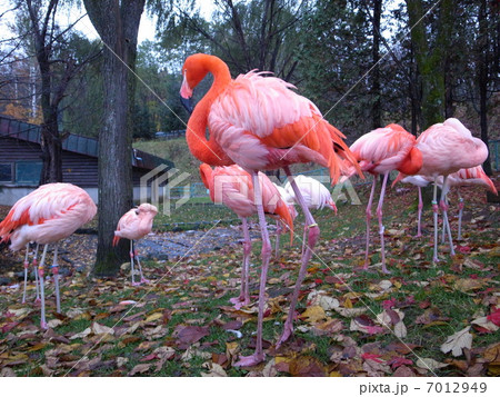 旭山動物園　ベニイロフラミンゴ 7012949