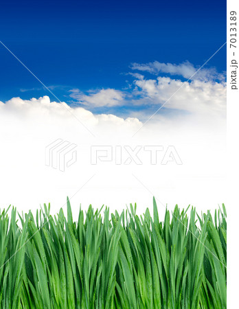 green grass under blue sky green grass under blue sky 7013189