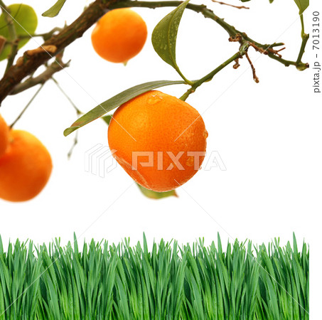 orange tree branch 7013190