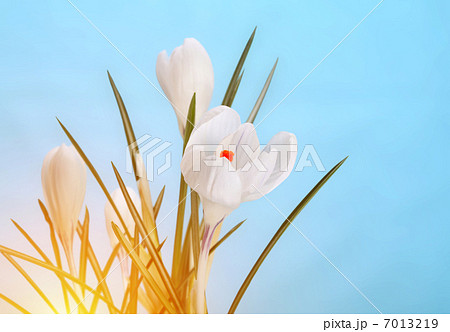 spring crocus flower spring crocus flower 7013219