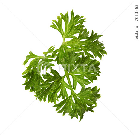 parsley isolated on white background parsley isolated on white background 7013263