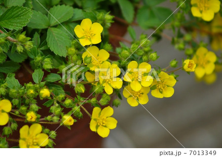 春の野の花・ヘビイチゴ属などと見分けに苦しむキジムシロの可憐な花・横位置 春の野の花・ヘビイチゴ属などと見分けに苦しむキジムシロの可憐な花・横位置 7013349