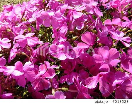 芝桜 芝桜 7013523