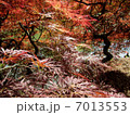 紅葉 7013553