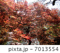 紅葉 7013554