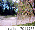 柳桜 7013555