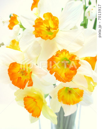 ❀春の花のフラワーアレンジメント❀ ❀春の花のフラワーアレンジメント❀ 7013917