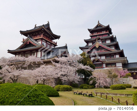 京都・伏見桃山城 7014056