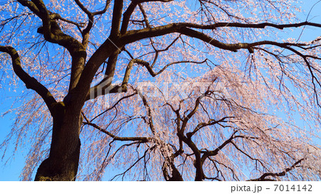 桜舞う安養寺 桜舞う安養寺 7014142