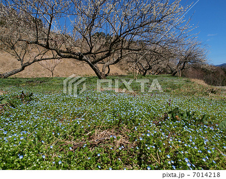 伊豆月ヶ瀬梅林 伊豆月ヶ瀬梅林 7014218