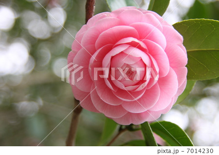 ピンクの椿 ピンクの椿 7014230