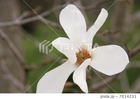 こぶしの花 7014231